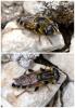 Merodon avidus
